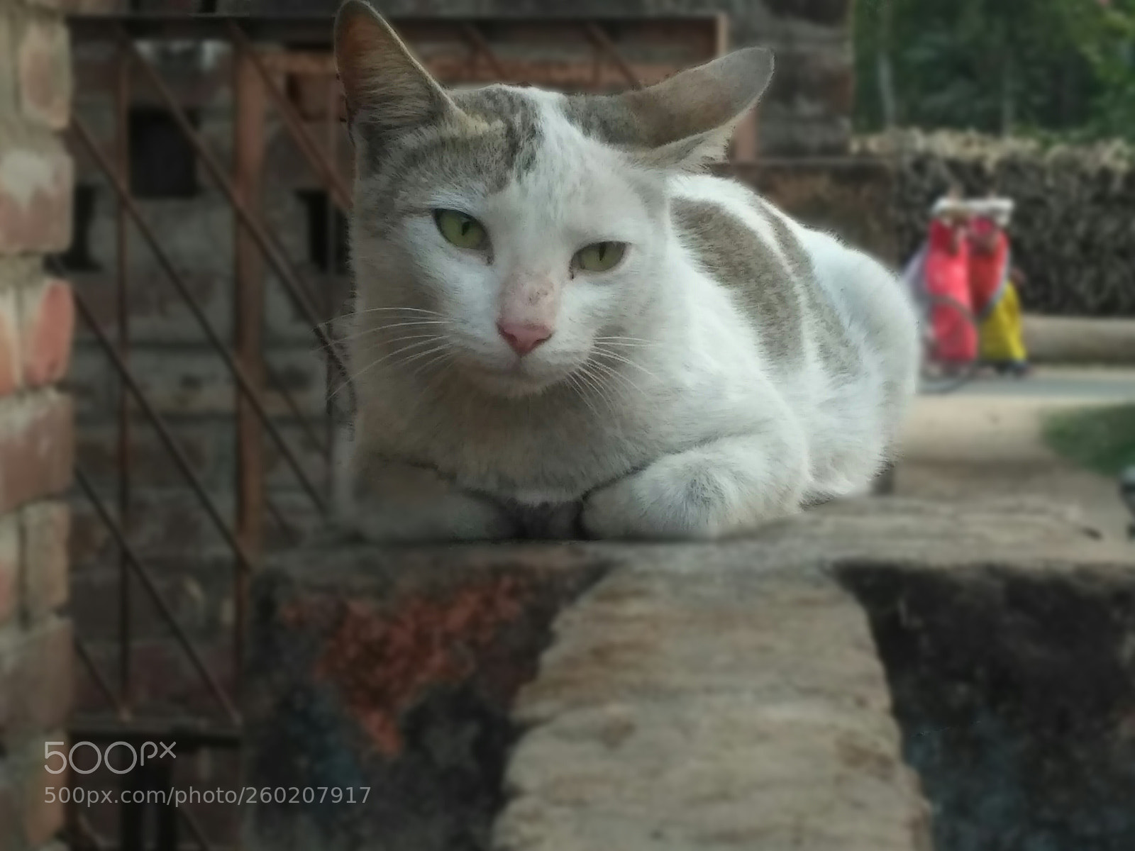 Xiaomi Redmi 3S sample photo. Untitled photography