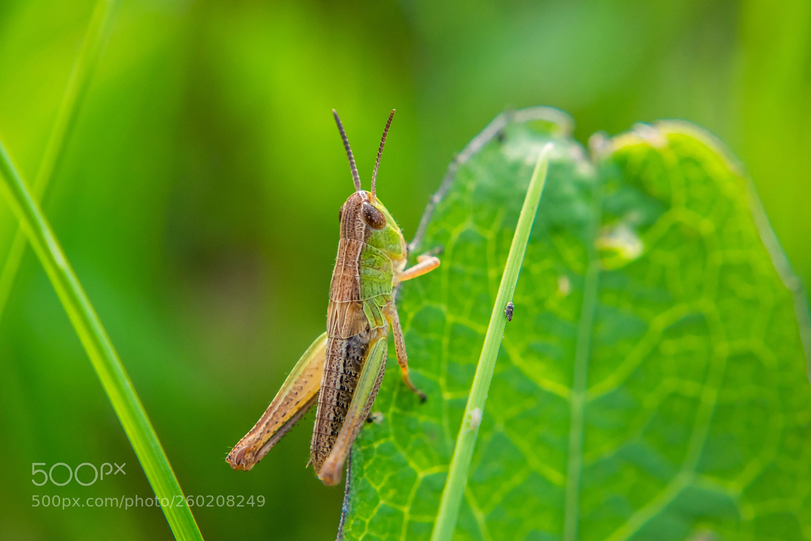 Nikon D3300 sample photo. Green model photography