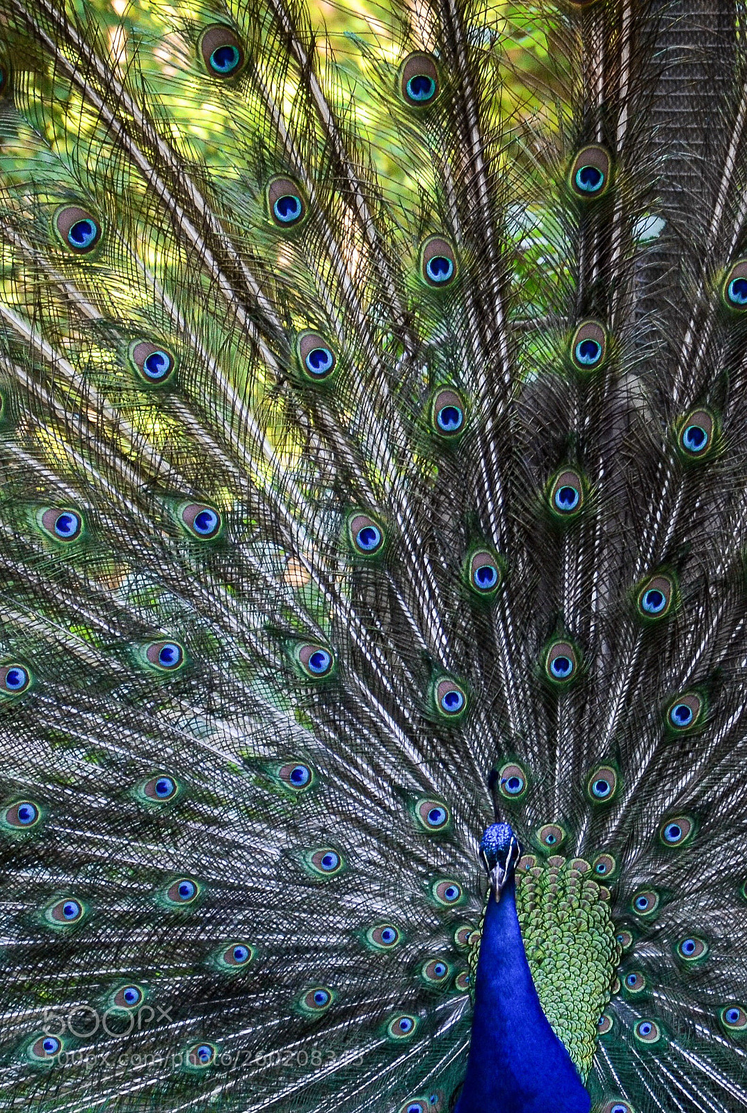 Nikon D7000 sample photo. Peafowl photography