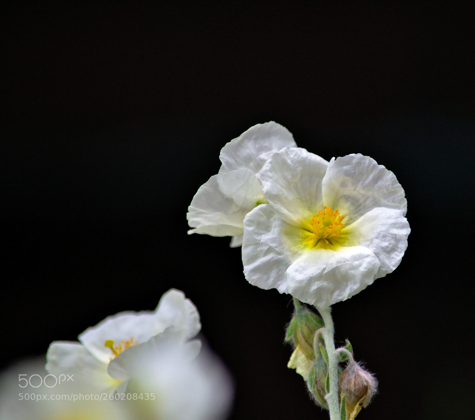 Nikon D3100 sample photo. Flowers 7 photography