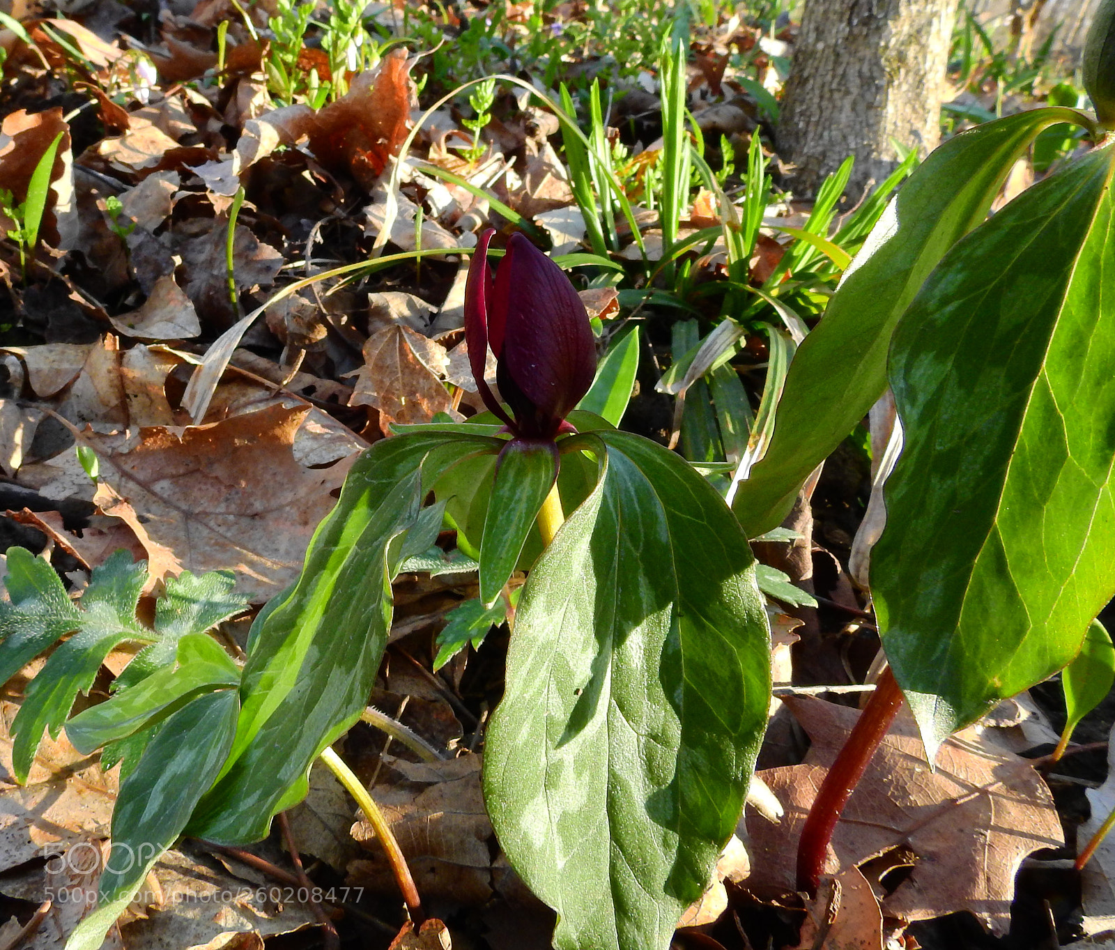 Nikon Coolpix P900 sample photo. Prarie trillium photography