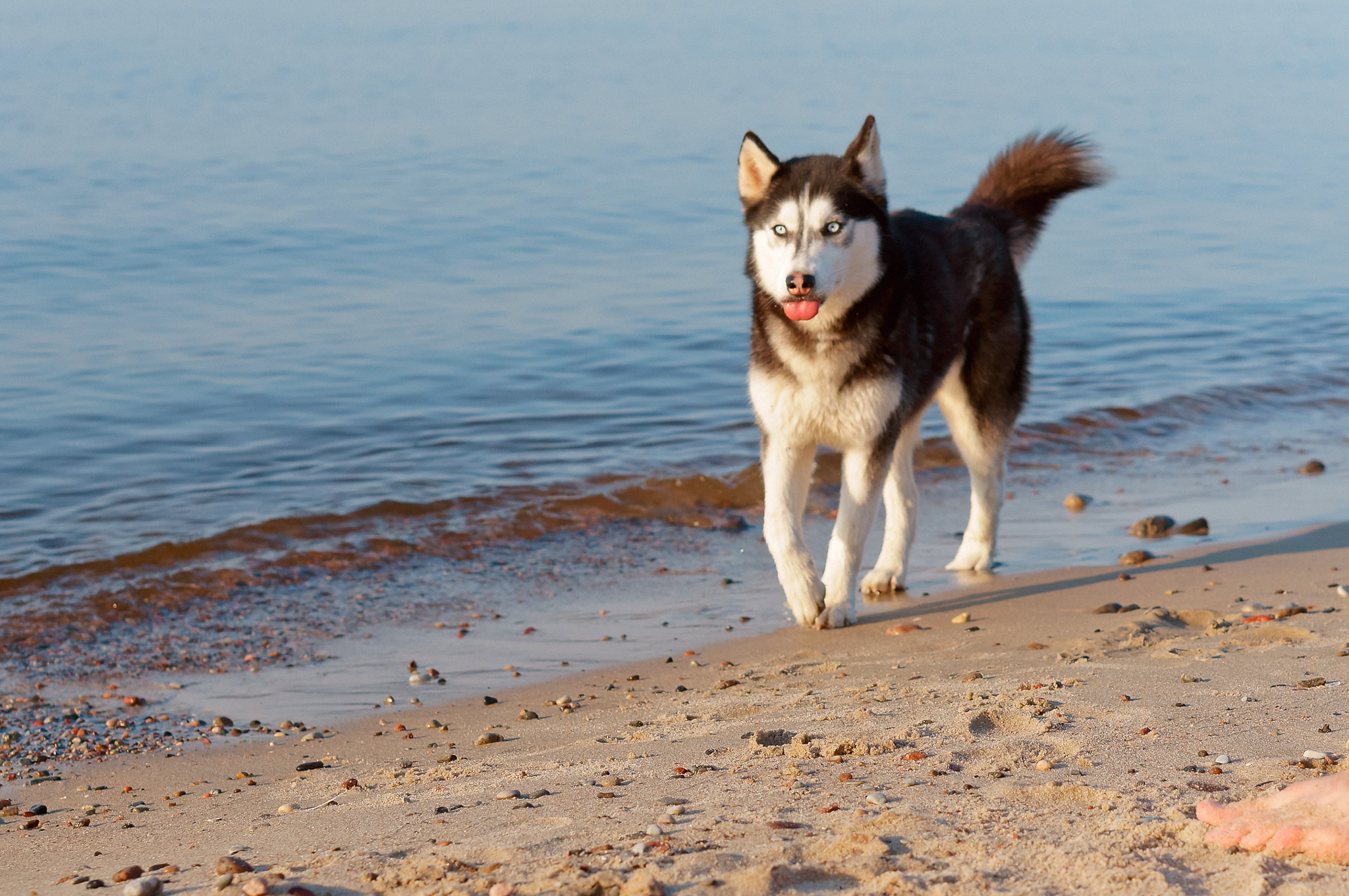 Sony Alpha NEX-3N sample photo. Husky dog running on the water's edge, the dog running on the beach, the dog stuck out his tongue photography