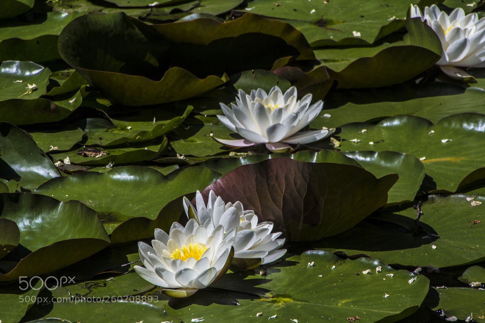 Canon EOS 60D sample photo. Waterlily photography