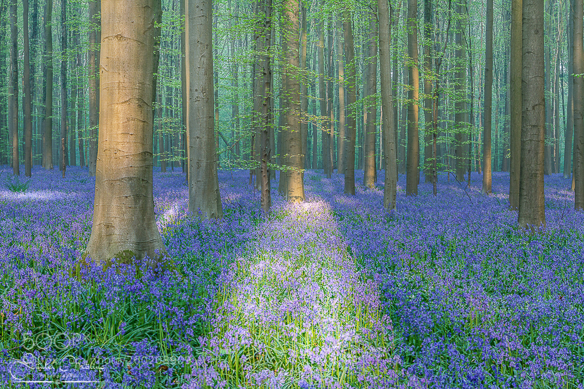 Canon EOS 7D sample photo. The blue forest photography