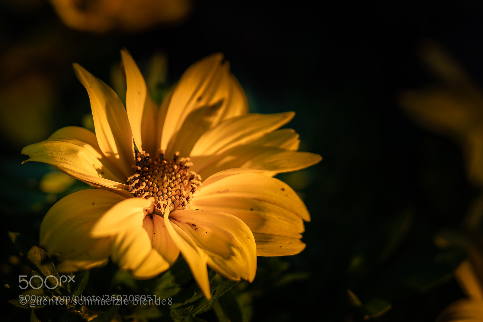 Sony a7 III sample photo. Gartenrundgang photography