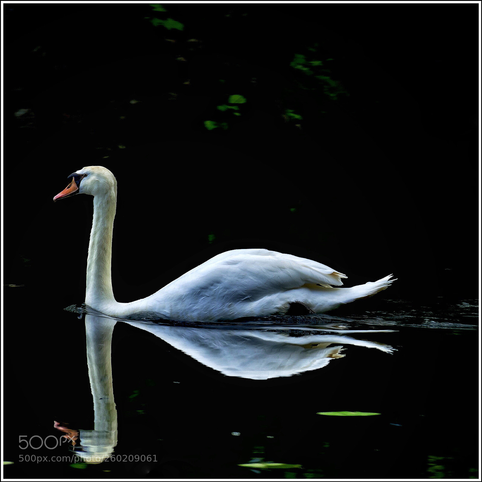 Panasonic Lumix DMC-FZ1000 sample photo. Just a swan... photography