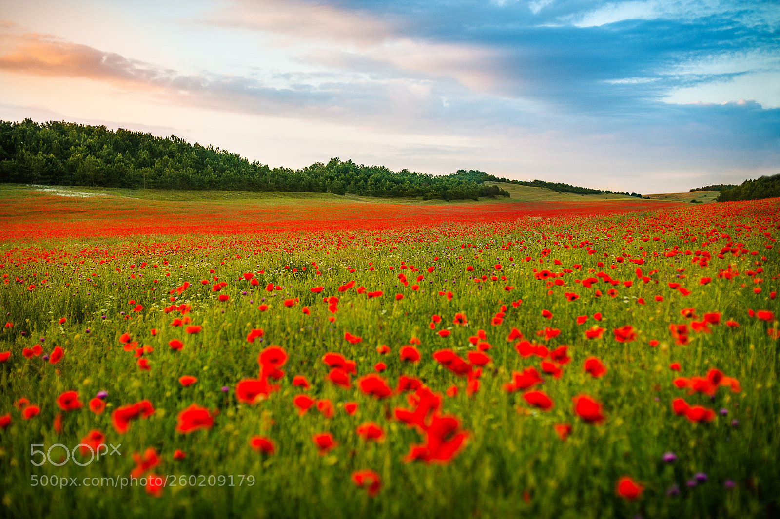 Nikon D700 sample photo. Field of red poppies photography