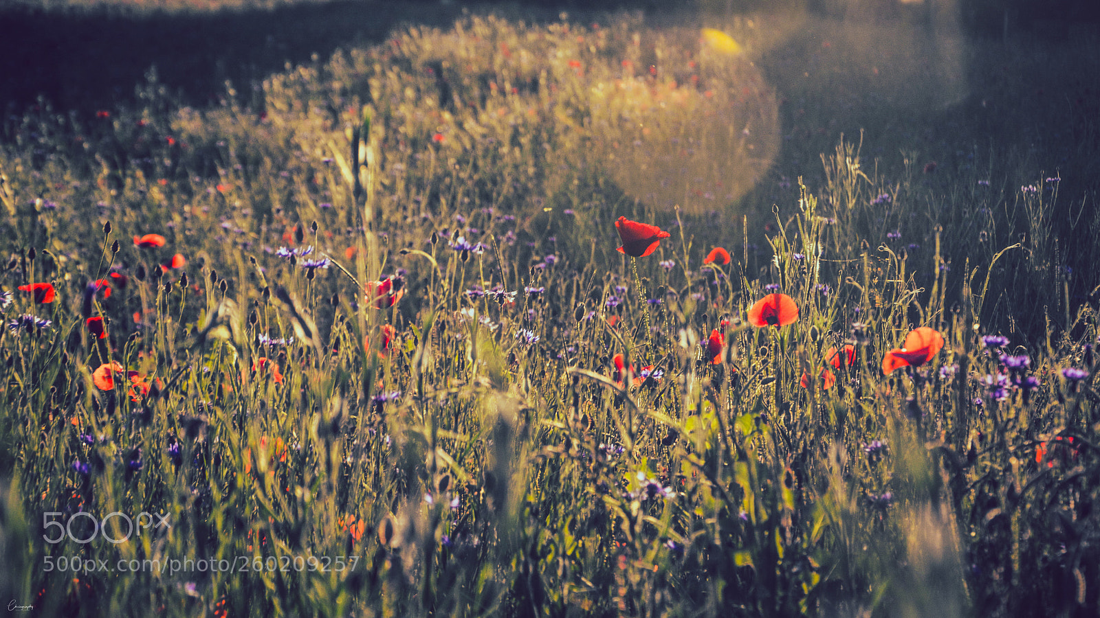 Nikon D7100 sample photo. Mohnwiese photography