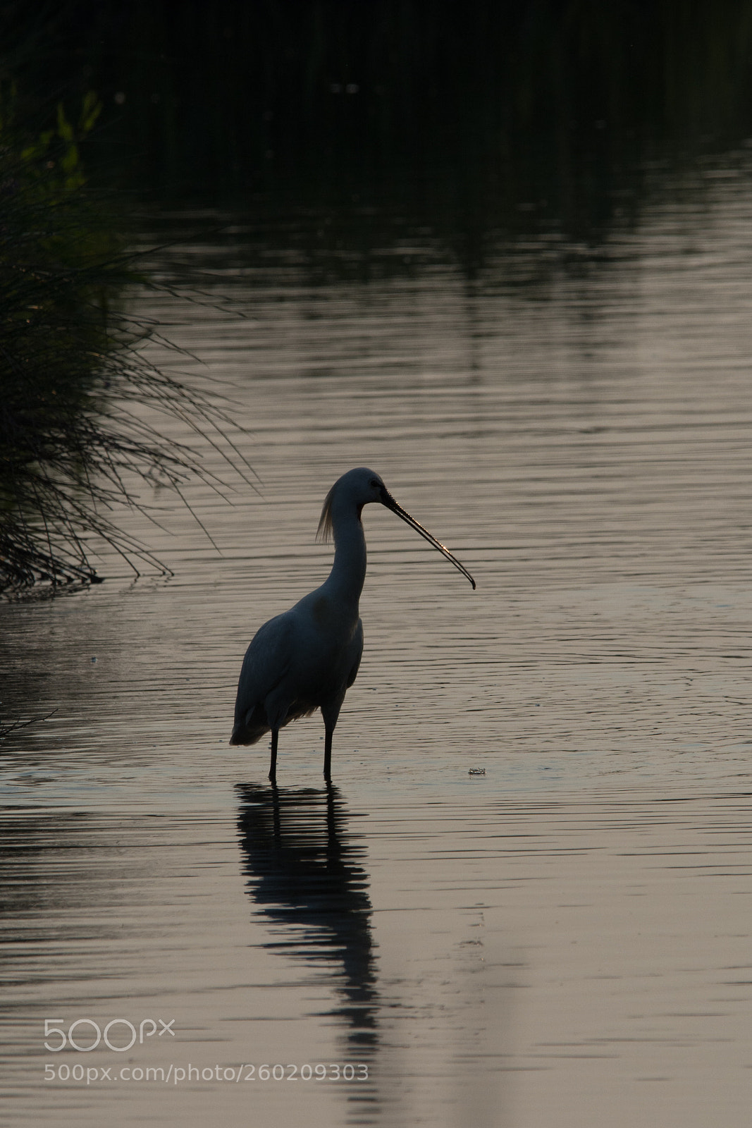 Nikon D7100 sample photo. The silent fisherman photography