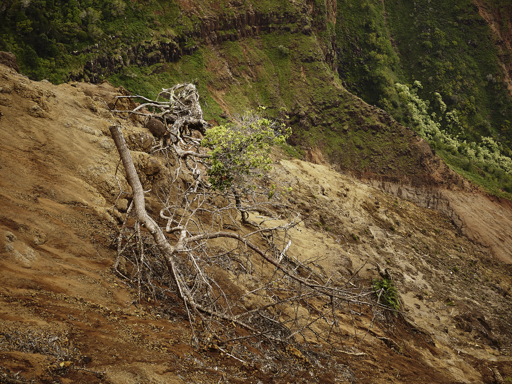 Panasonic Lumix DMC-G85 (Lumix DMC-G80) sample photo. Hawaiian highlands 11 photography