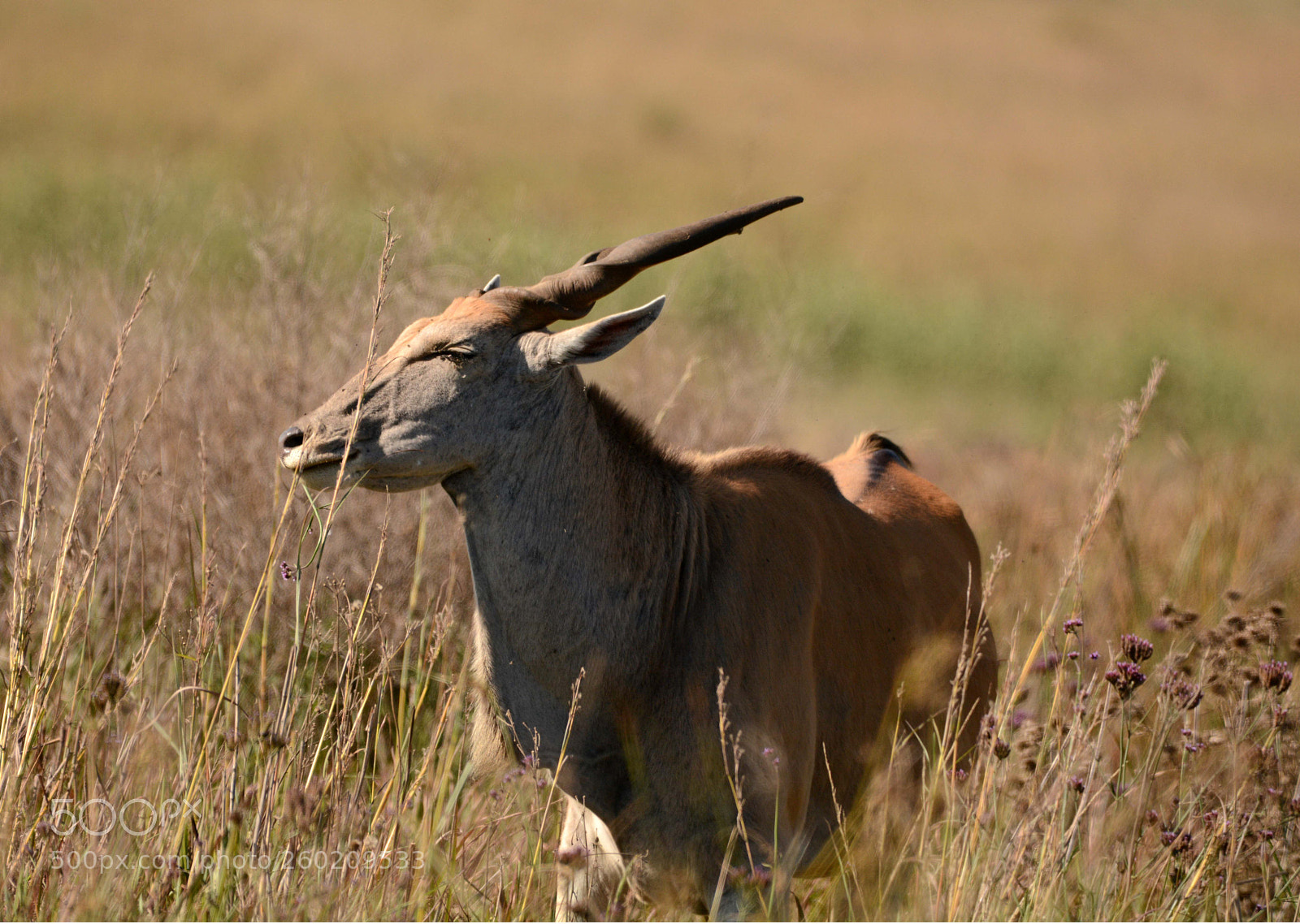 Nikon D7100 sample photo. Eland. photography
