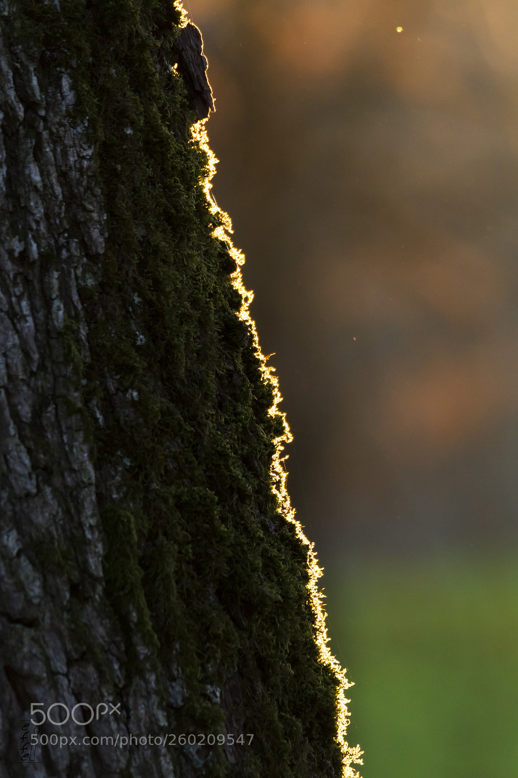 Canon EOS 7D sample photo. Border line photography
