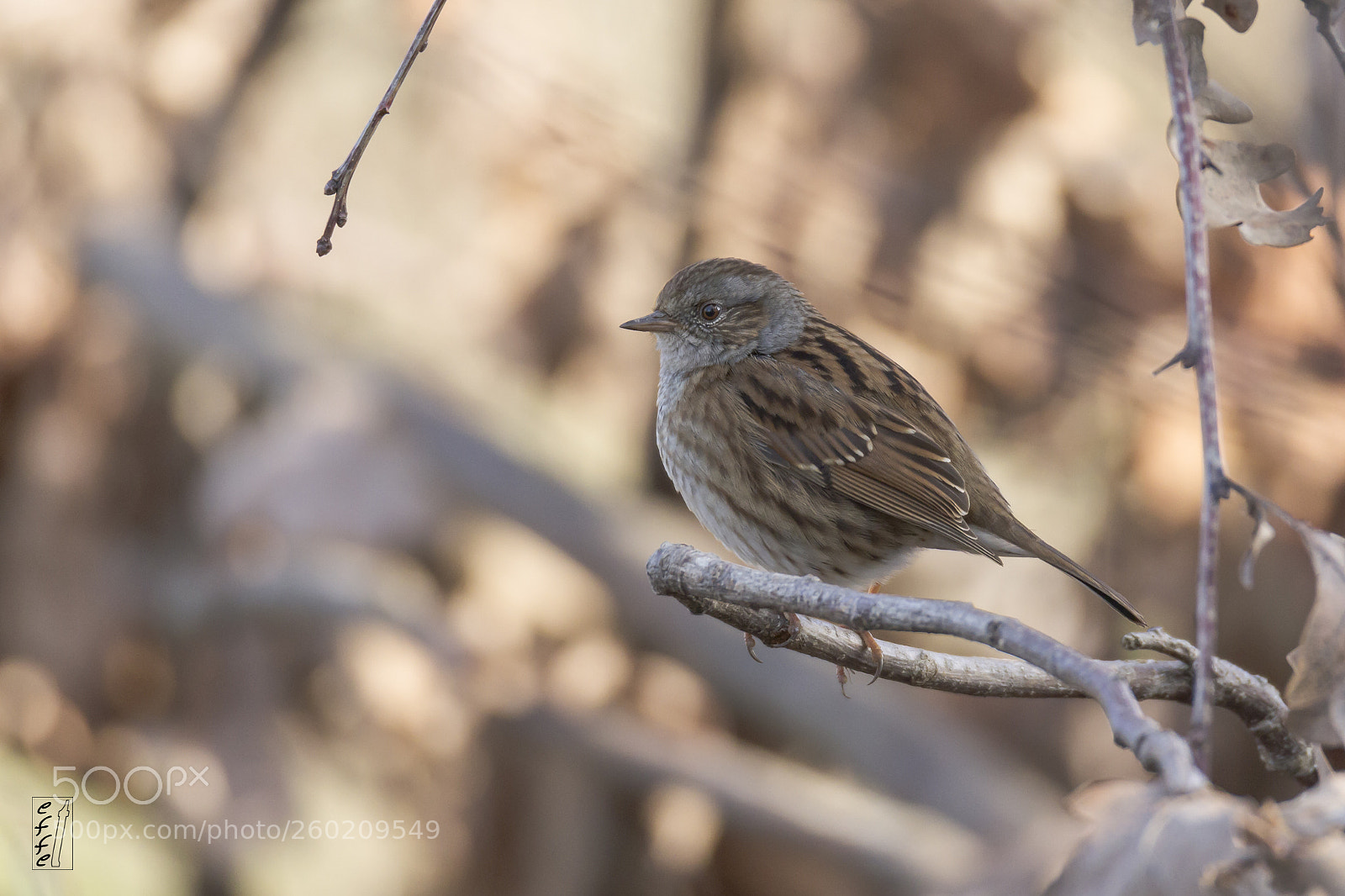 Canon EOS 7D sample photo. Dunnock photography