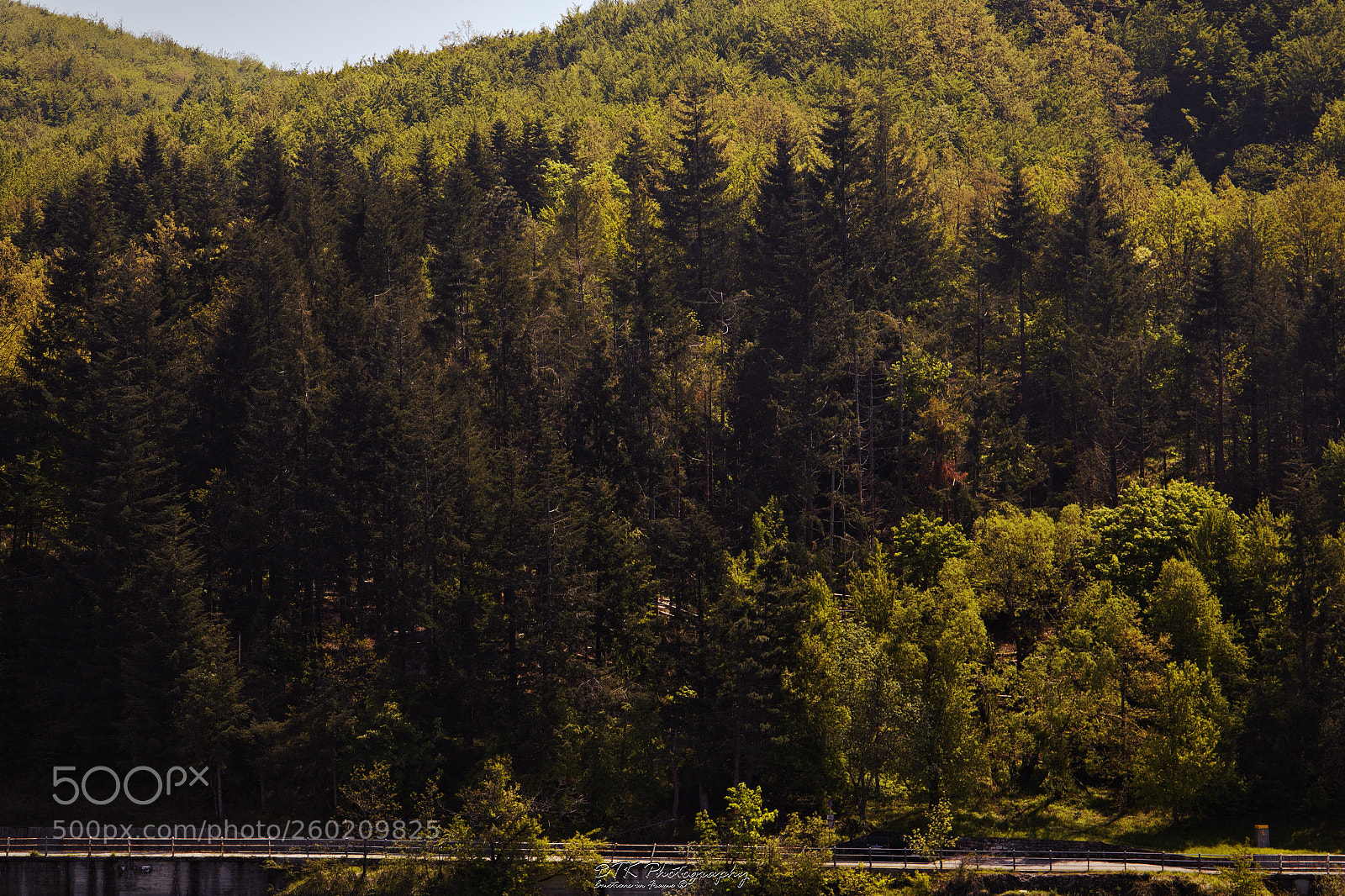 Canon EOS 70D sample photo. Fir trees highway photography