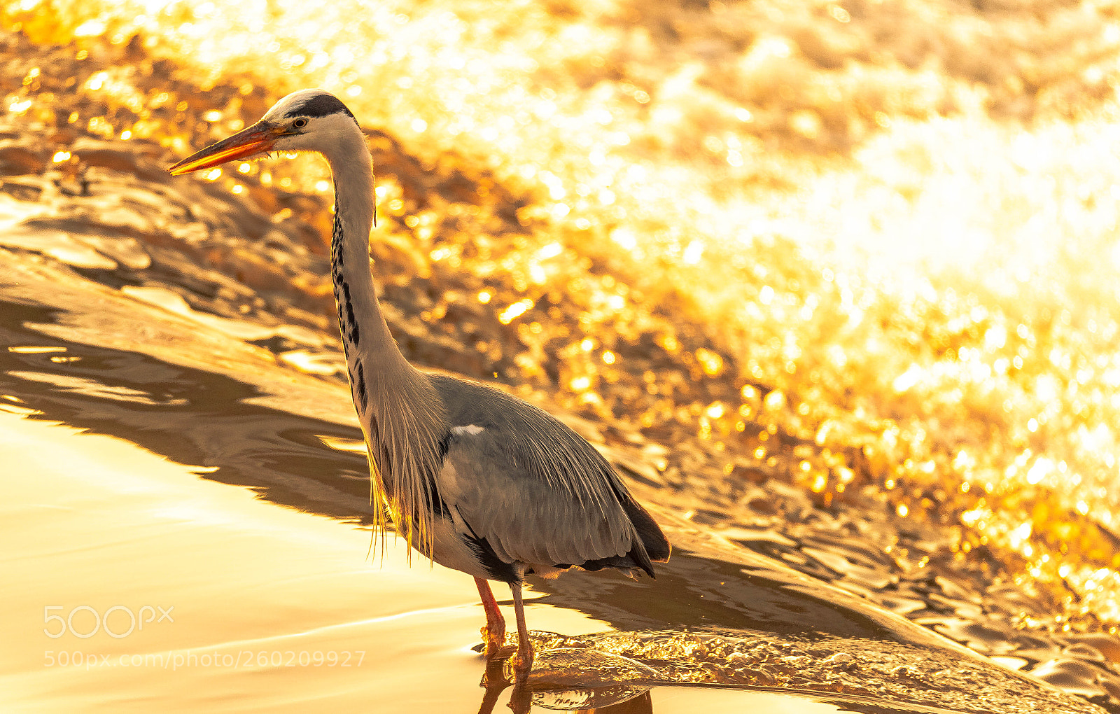 Nikon D750 sample photo. Dee heron photography