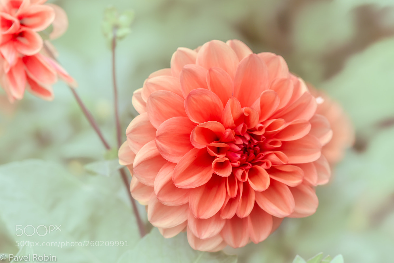 Nikon D810 sample photo. Dahlia photography