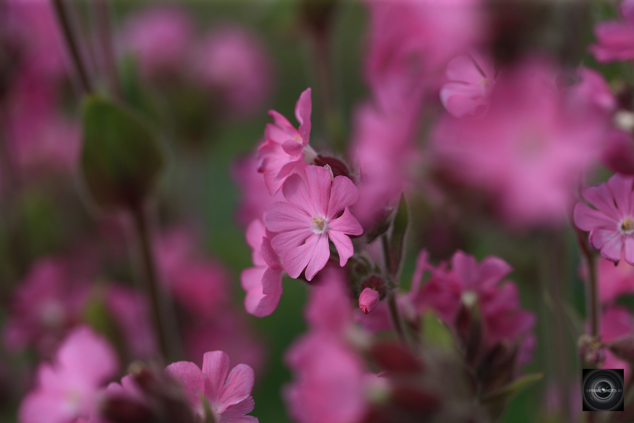 Canon EOS-1Ds Mark III sample photo. Spring flower photography