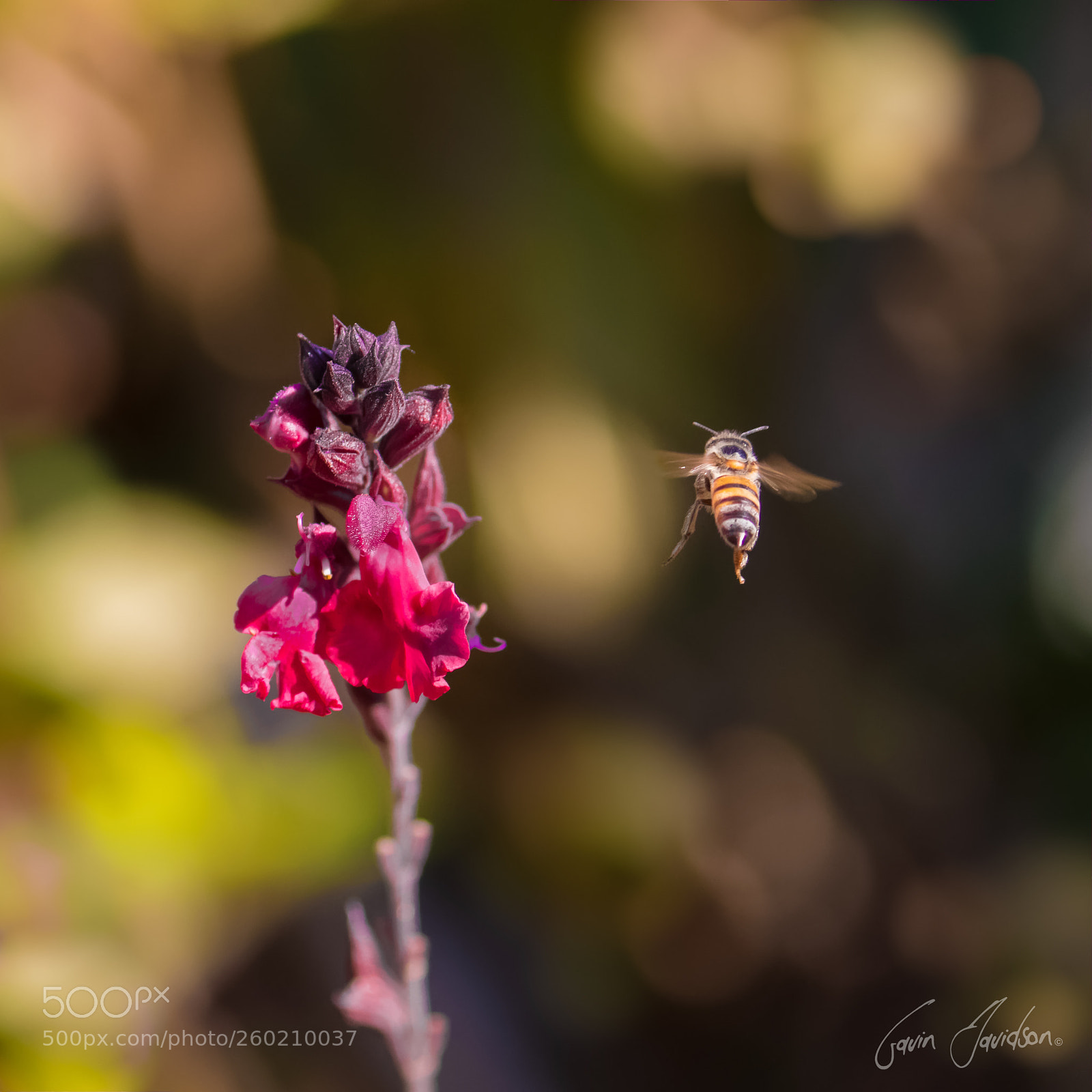 Canon EOS 7D Mark II sample photo. Honey bee in flight photography