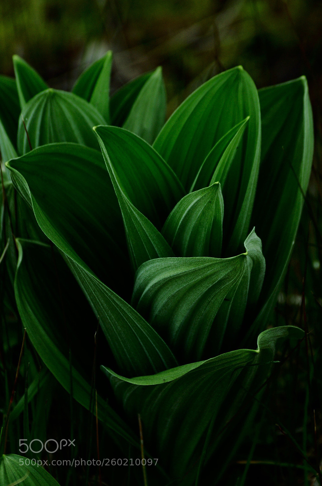 Nikon D90 sample photo. Green photography