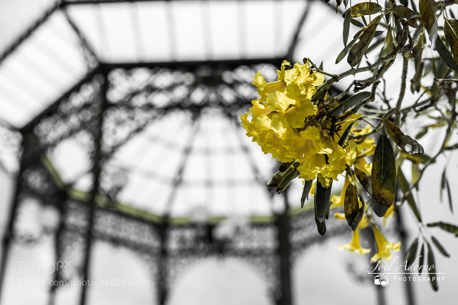 Nikon D7200 sample photo. Yellow flowers  photography