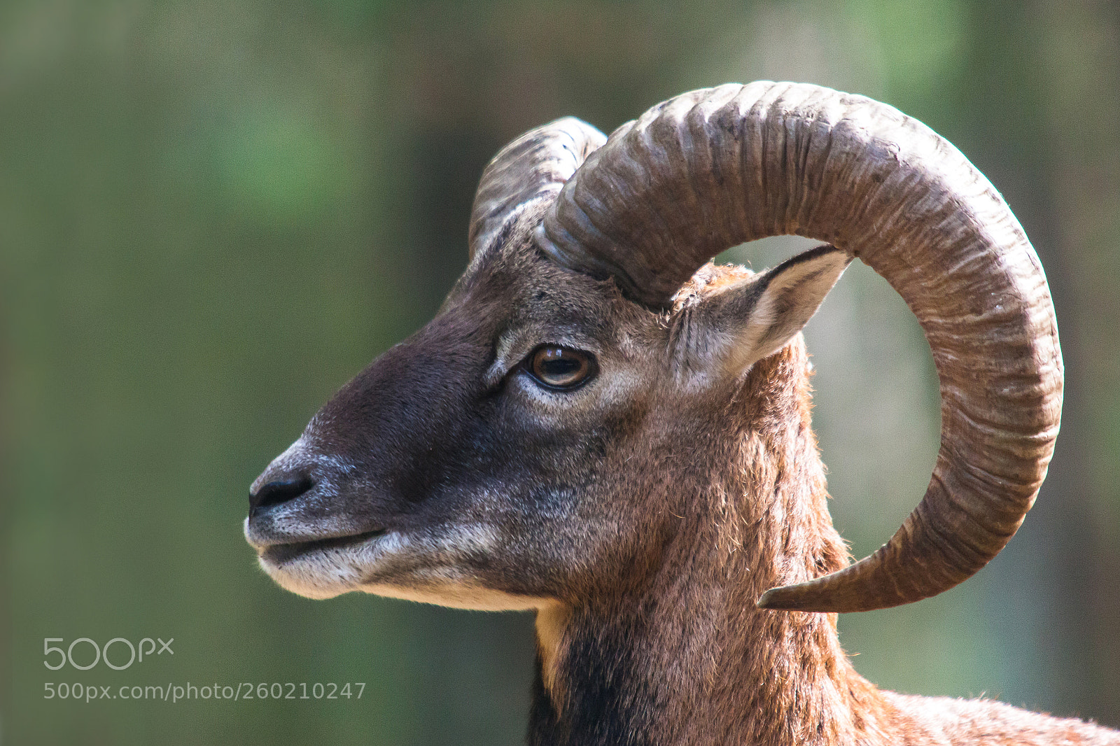 Canon EOS 5D Mark II sample photo. European moufflon photography