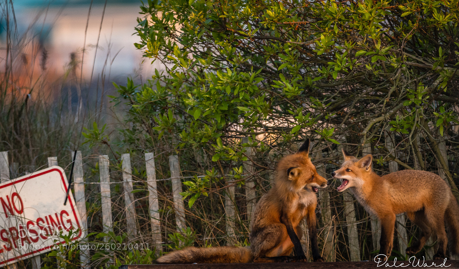 Nikon D500 sample photo. Little foxes roaming around photography