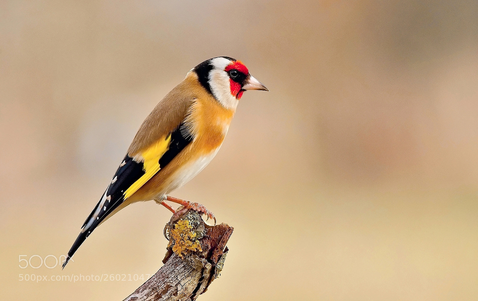 Nikon D7200 sample photo. Goldfinch photography