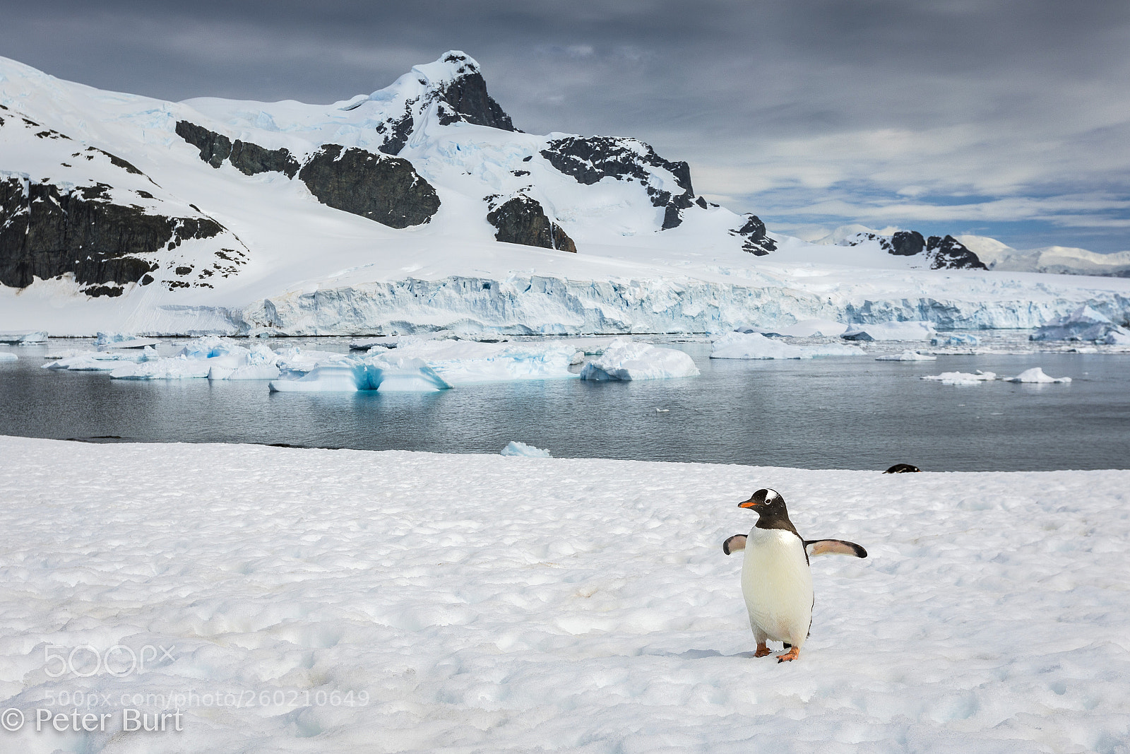 Canon EOS 5D Mark IV sample photo. Penguin paradise photography