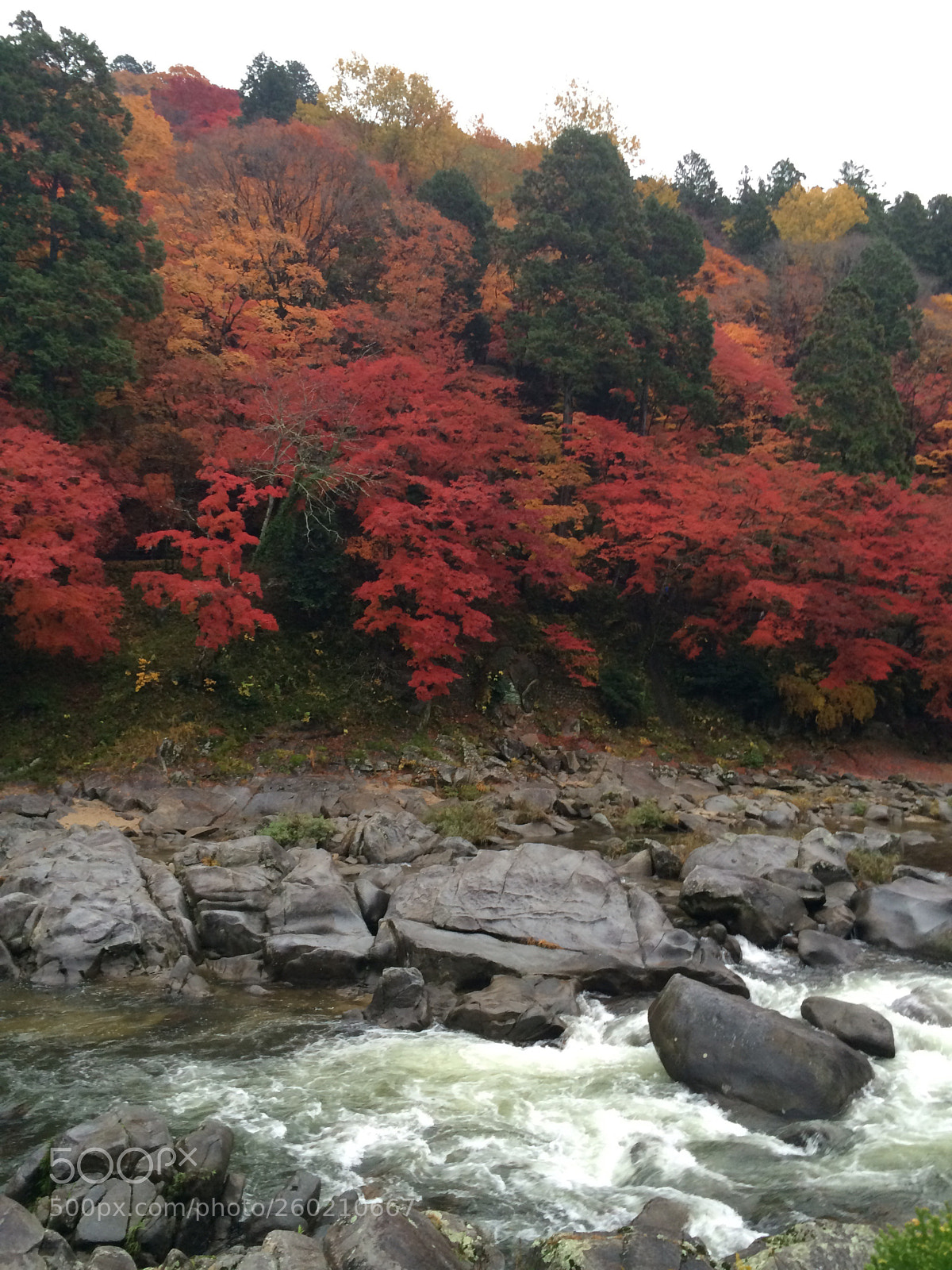 Apple iPhone 5s sample photo. Autumn leaves photography