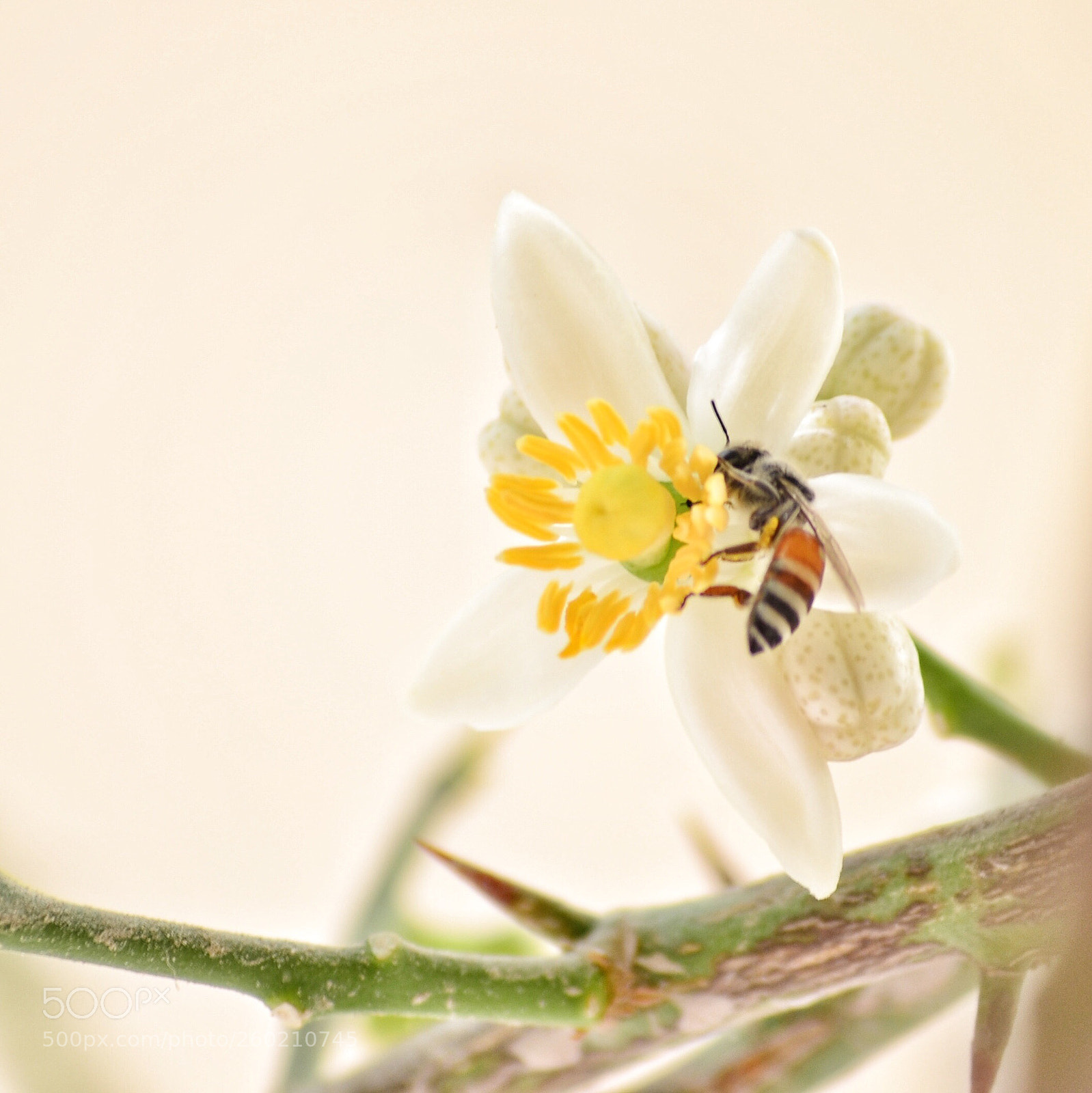 Nikon D5100 sample photo. I love bees  photography