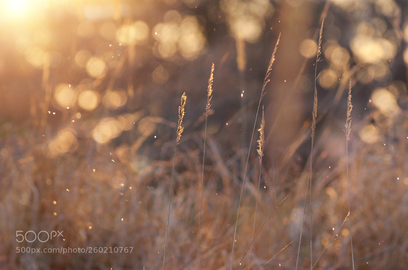 Canon EOS 600D (Rebel EOS T3i / EOS Kiss X5) sample photo. Field and sunset photography