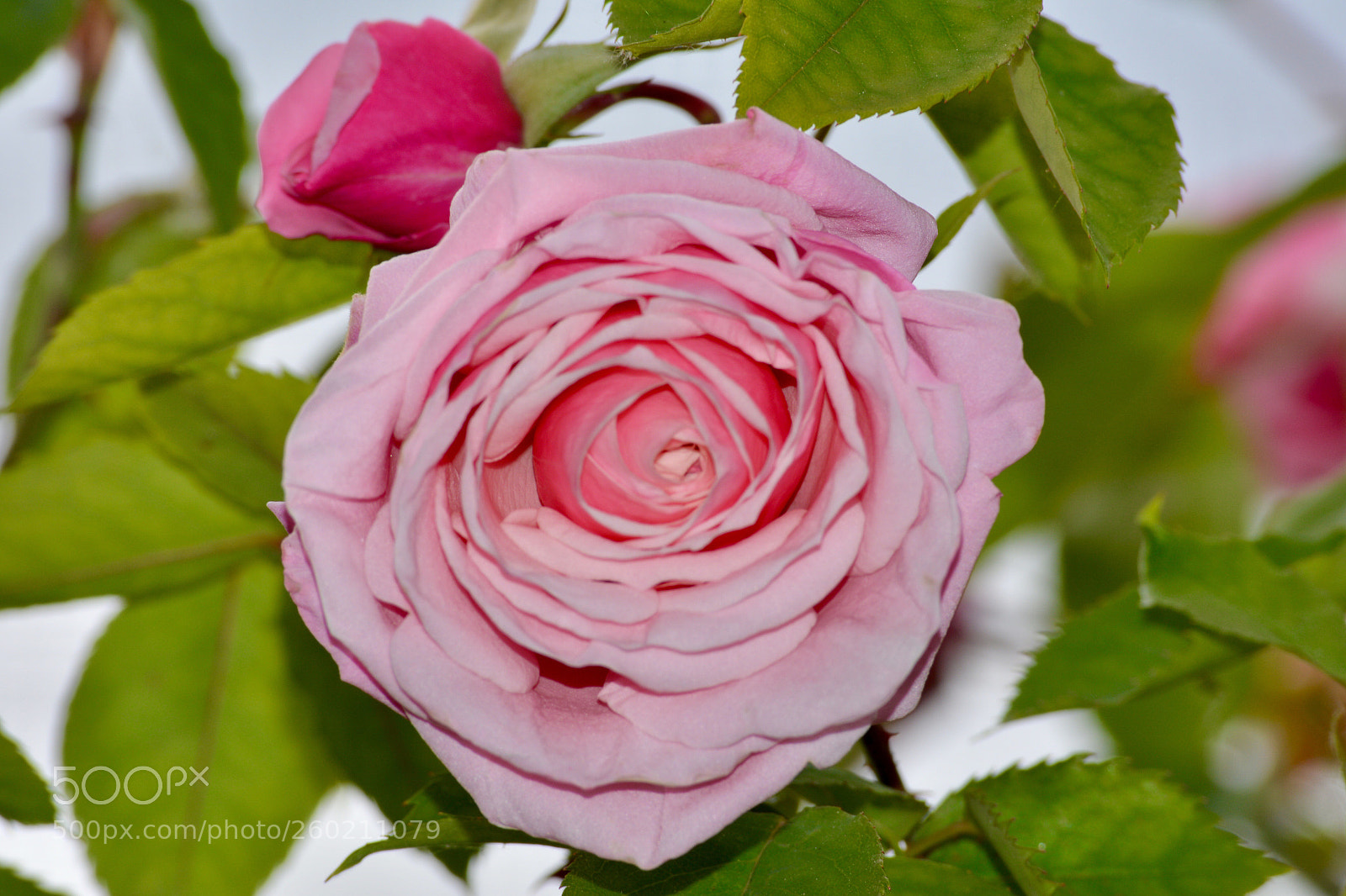 Nikon D5200 sample photo. A rose is a photography
