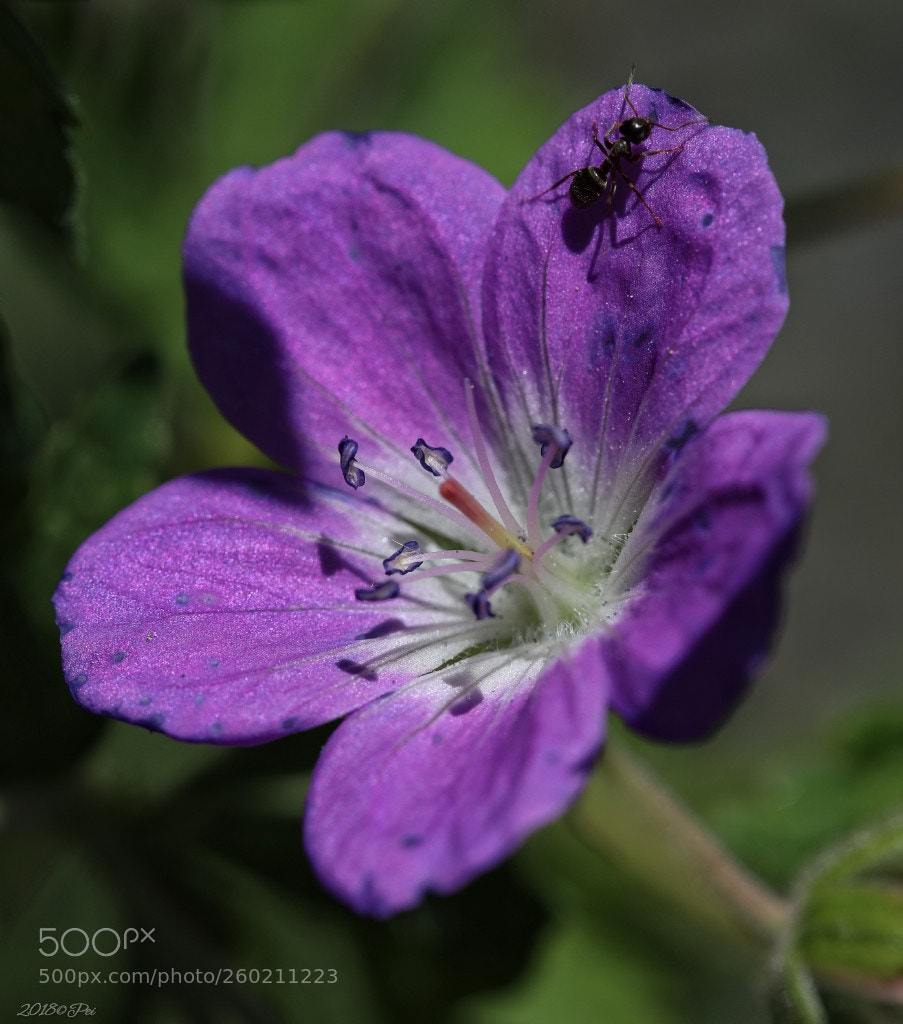 Canon EOS 5D Mark IV sample photo. Untitled photography