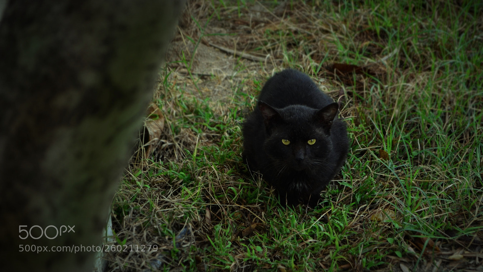 Nikon D5100 sample photo. Untitled photography