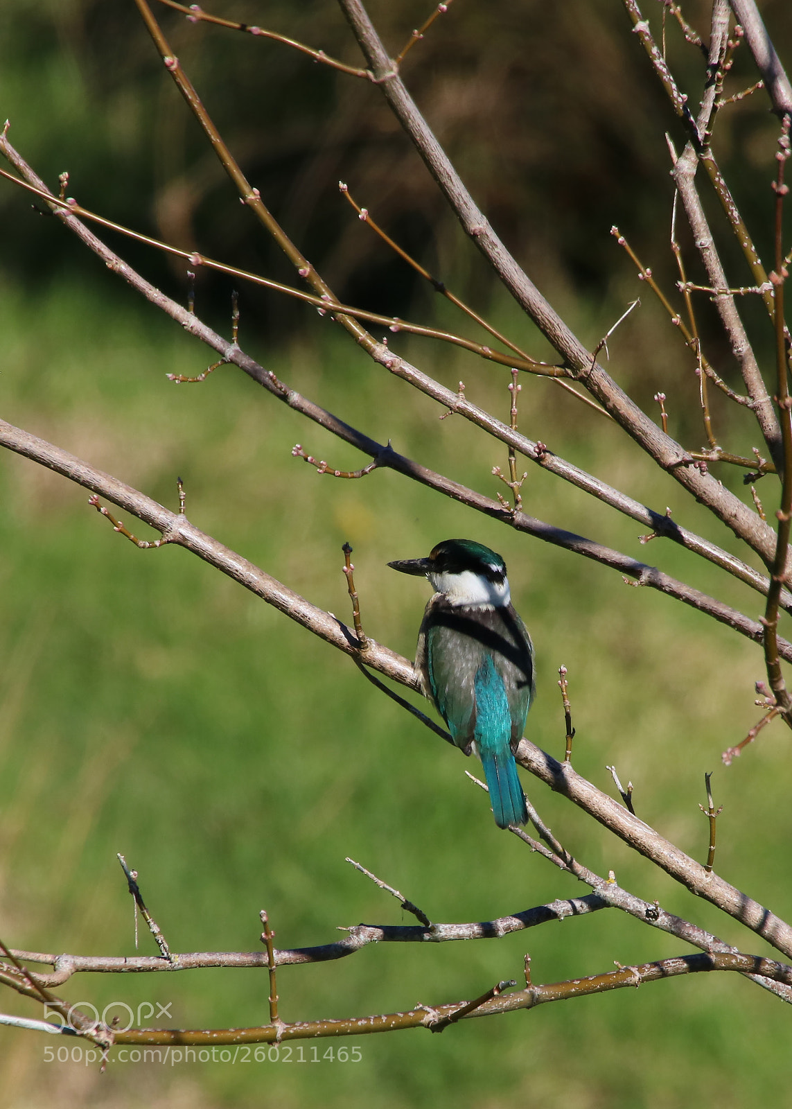 Canon EOS 750D (EOS Rebel T6i / EOS Kiss X8i) sample photo. Sacré bleu! photography