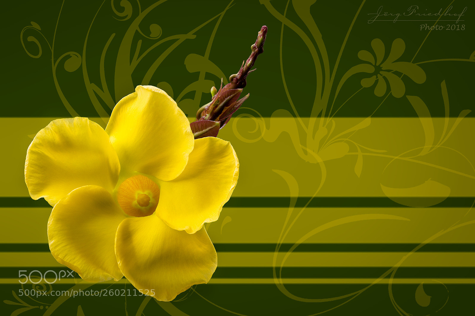 Canon EOS 700D (EOS Rebel T5i / EOS Kiss X7i) sample photo. Yellow artwork photography