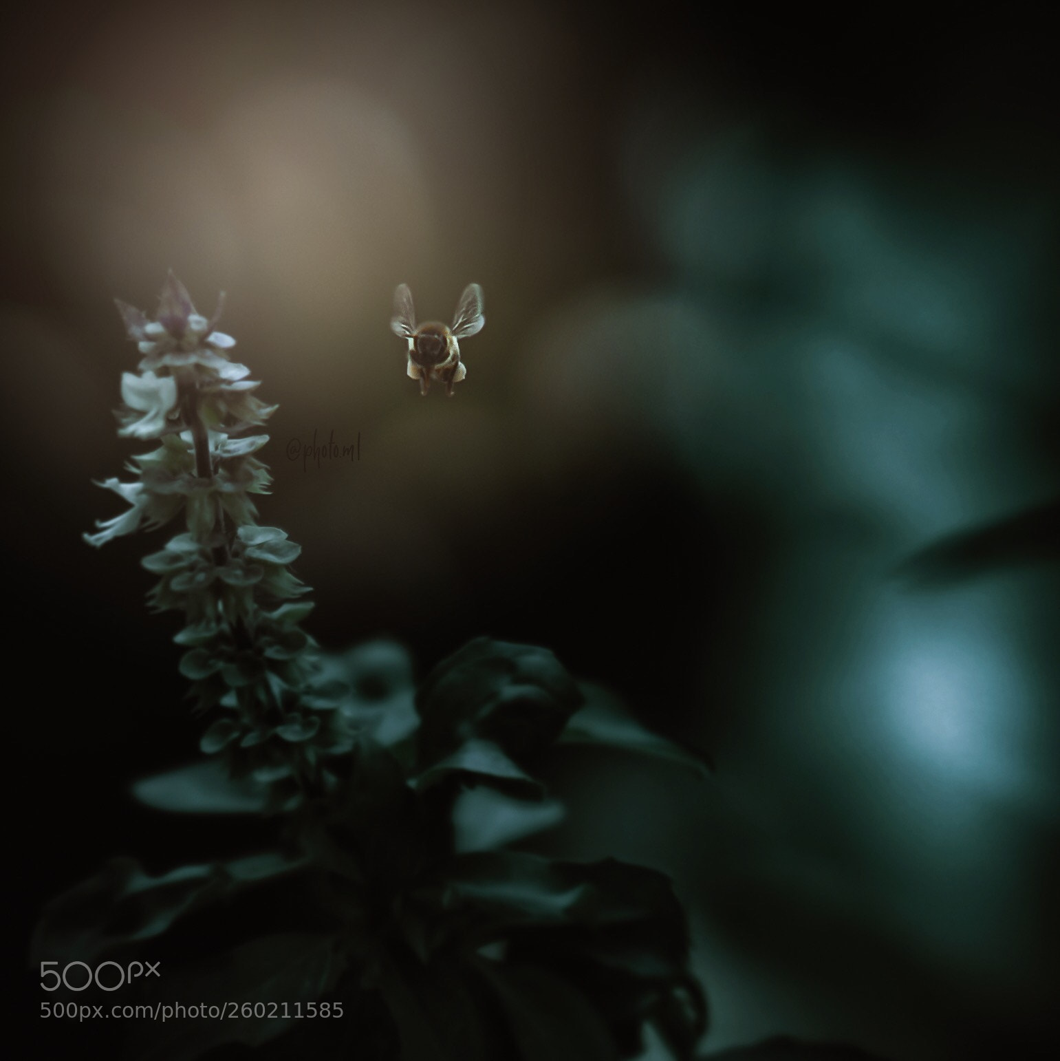 Sony a7R III sample photo. Untitled photography