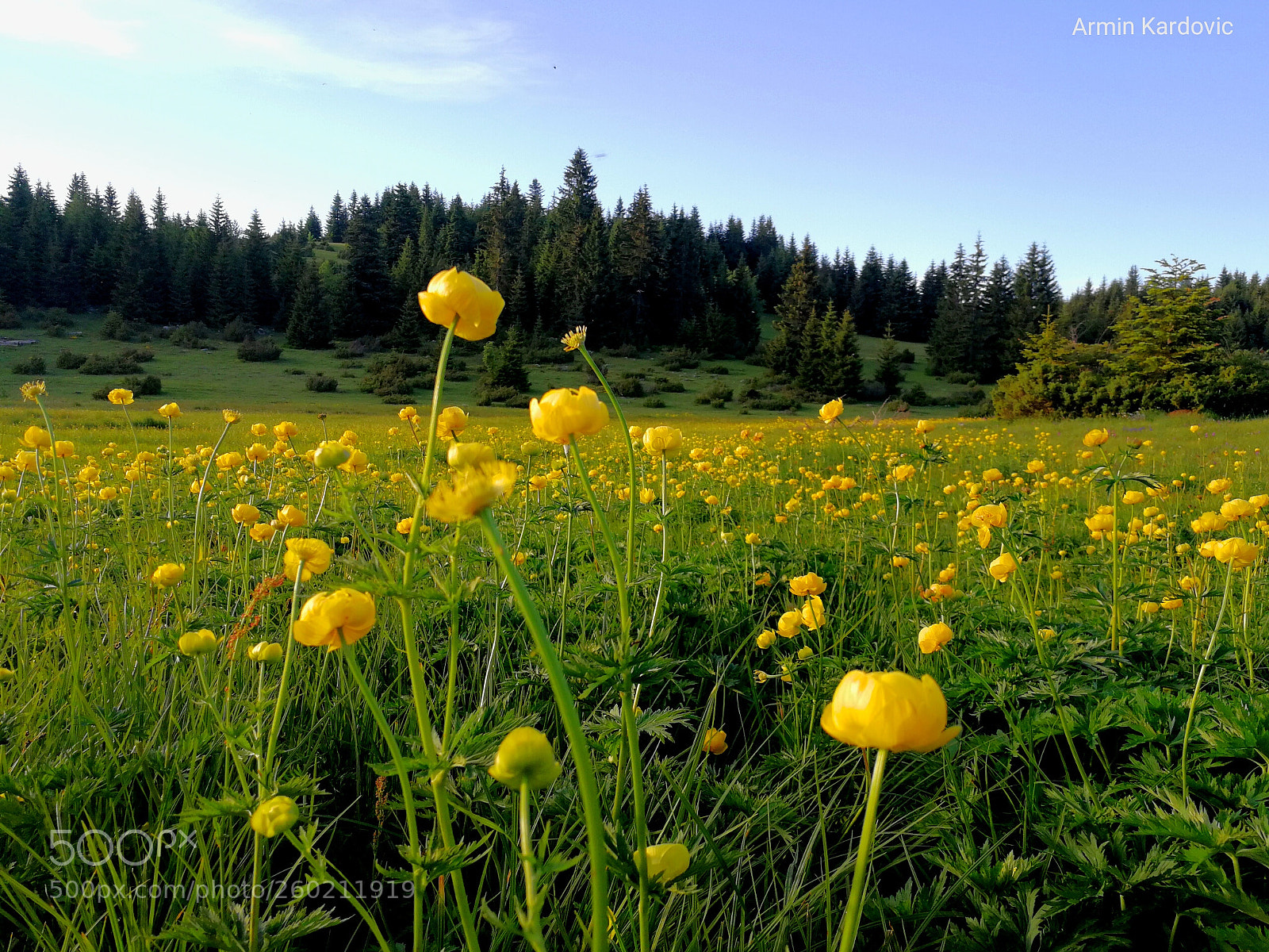 HUAWEI P10 sample photo. Flower field photography