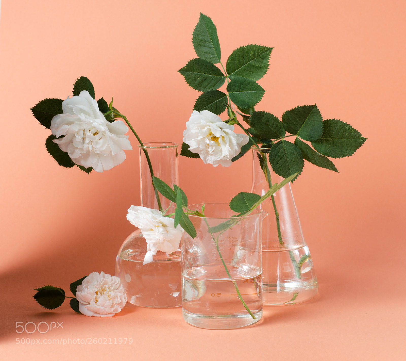 Nikon D7000 sample photo. White rose in laboratory photography