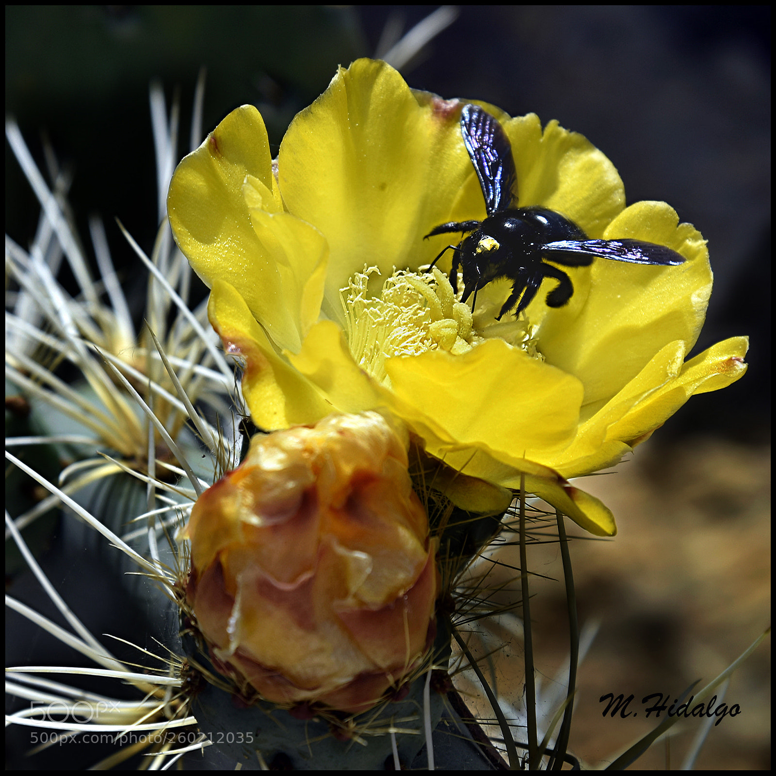 Nikon D3300 sample photo. Polinizando photography