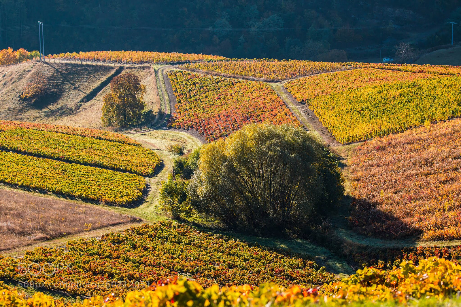 Canon EOS 70D sample photo. Vignoble photography