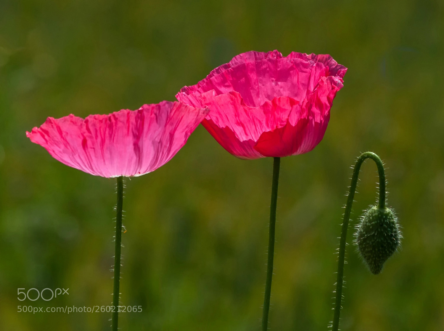 Nikon D90 sample photo. Poppy photography