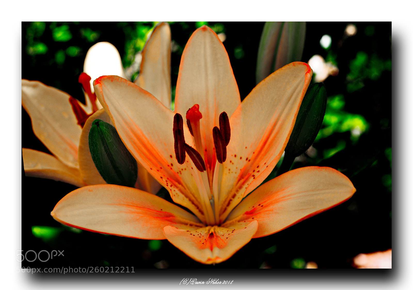 Nikon D7100 sample photo. Lily photography