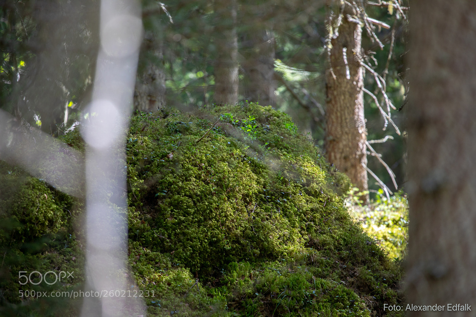 Canon EOS 5D Mark IV sample photo. Edfalk alexander skogsresa photography