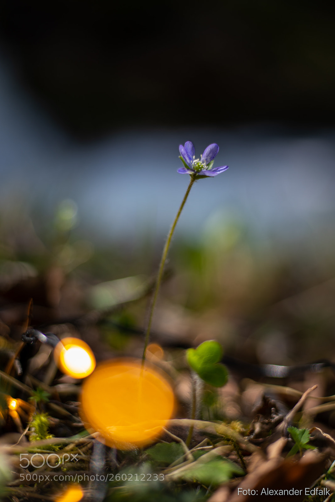 Canon EOS 5D Mark IV sample photo. Edfalk alexander skogsresa photography