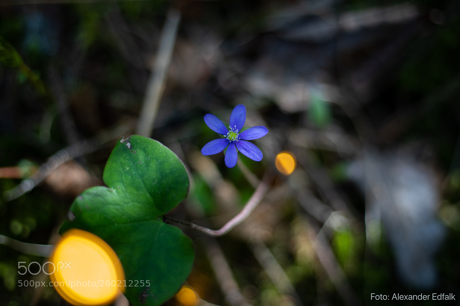 Canon EOS 5D Mark IV sample photo. Edfalk alexander skogsresa photography