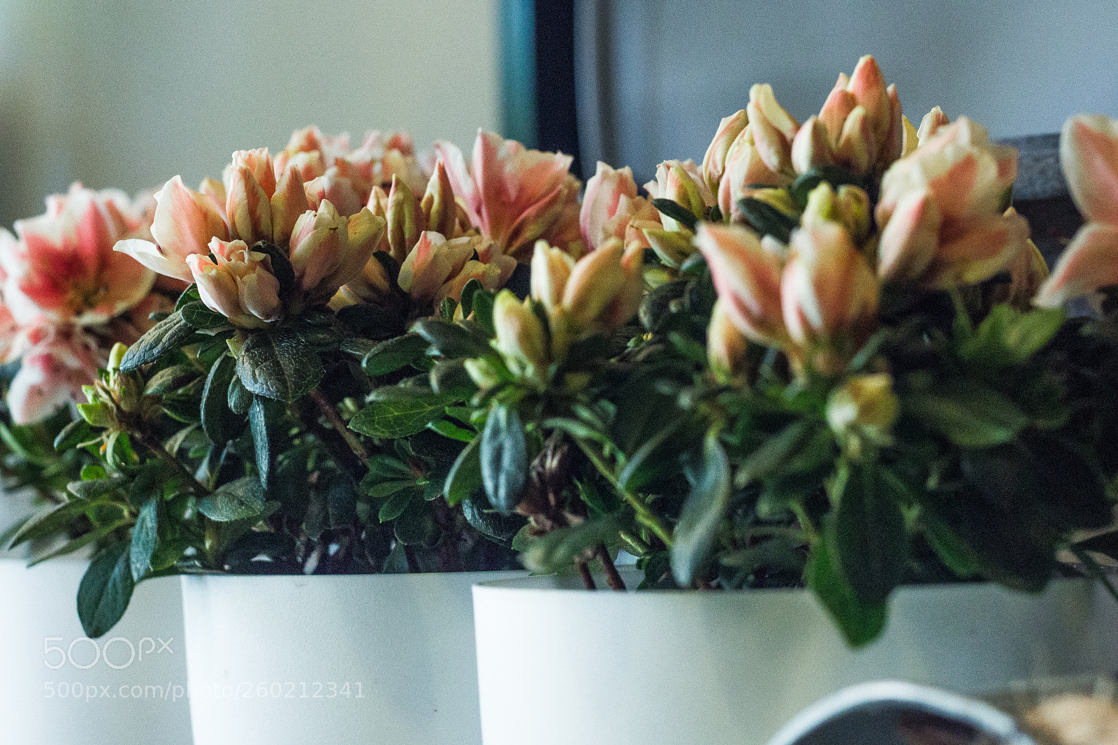 Canon EOS 60D sample photo. Img photography