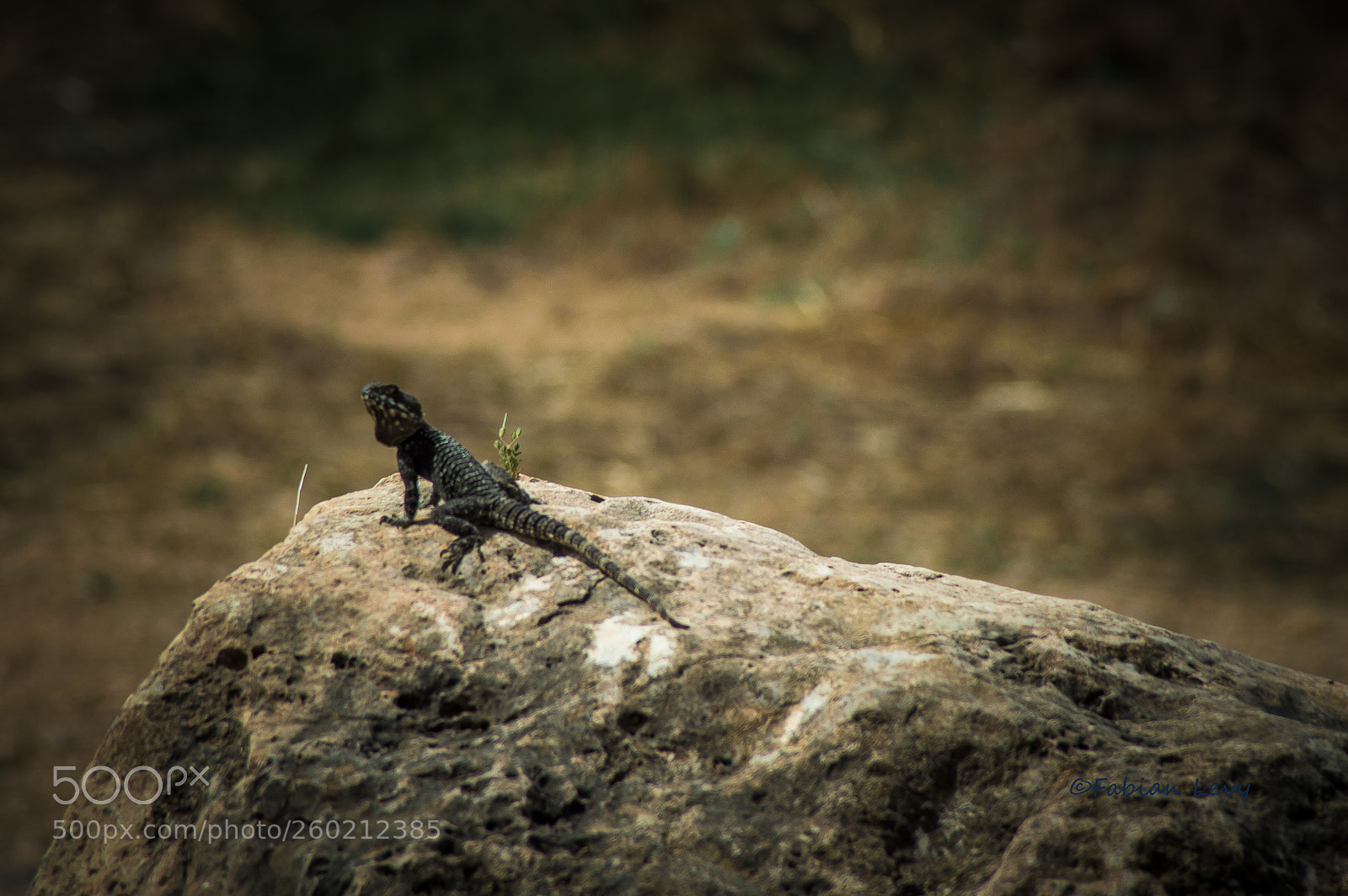 Nikon D3200 sample photo. Lagar photography