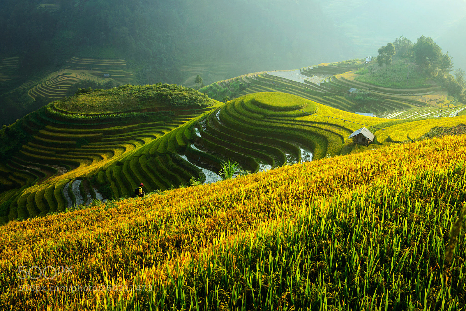 Nikon D800 sample photo. Rice terrace ,vietnam photography