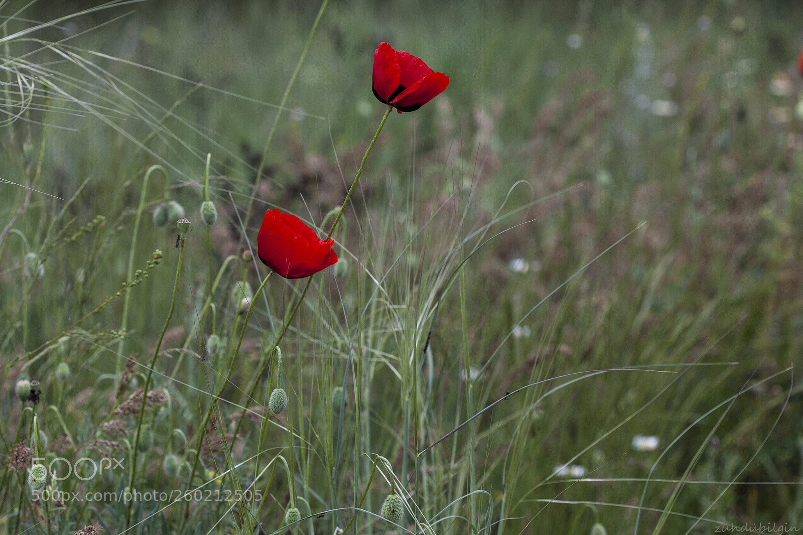 Canon EOS 5D Mark II sample photo. Tulips photography